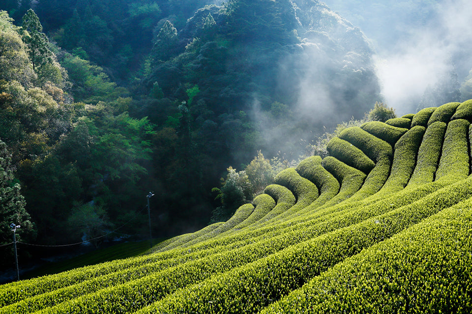 お茶｜Discover Japan 公式オンラインショップ