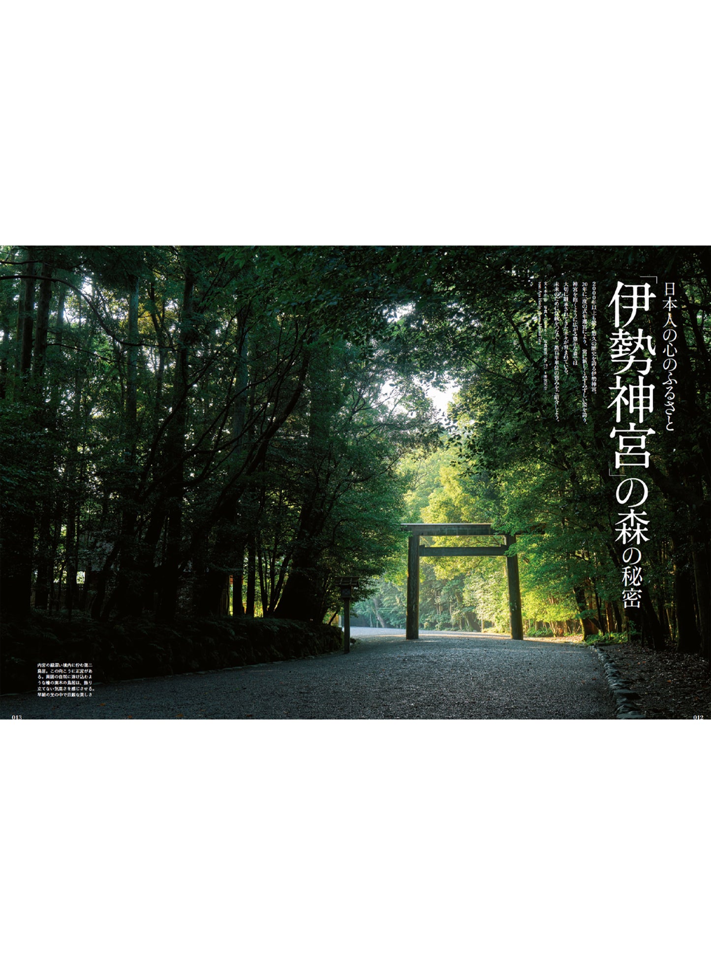 Discover Japan 2023年9月号「木と生きる」2023/8/4発売