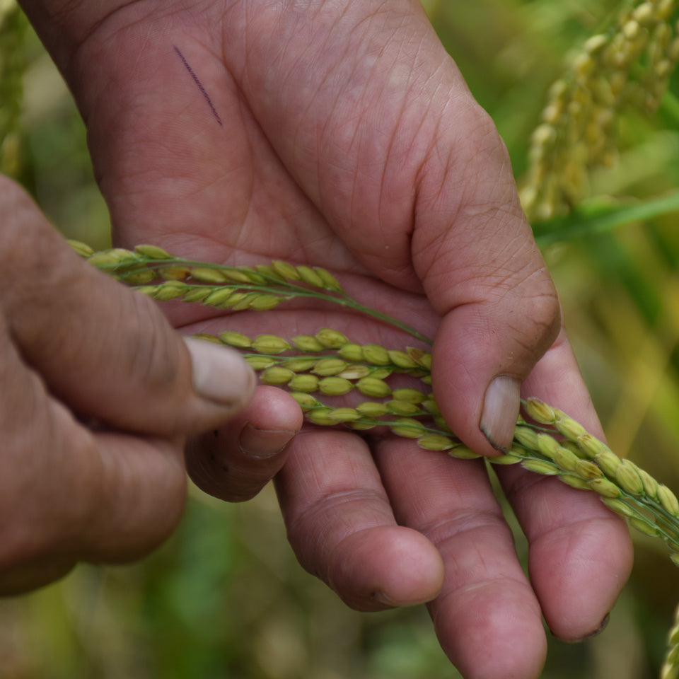 【安福又四郎商店】水出し専用玄米茶88「01.透」500ml ティーバック