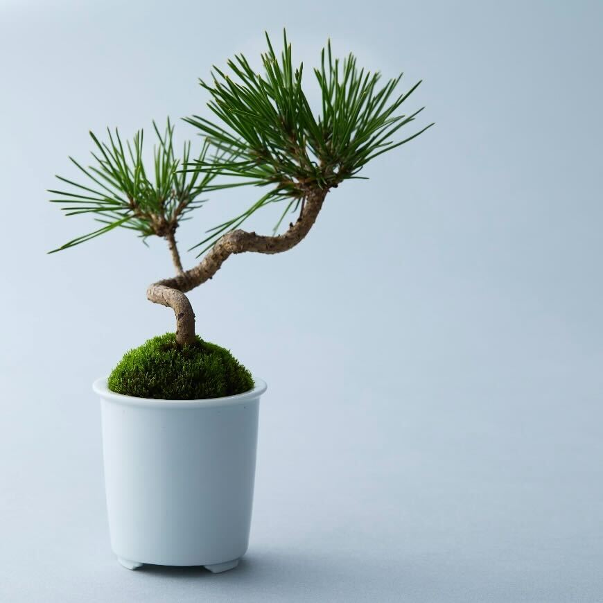 【入店整理券】12月6日(土) 矢田久美子ミニ個展