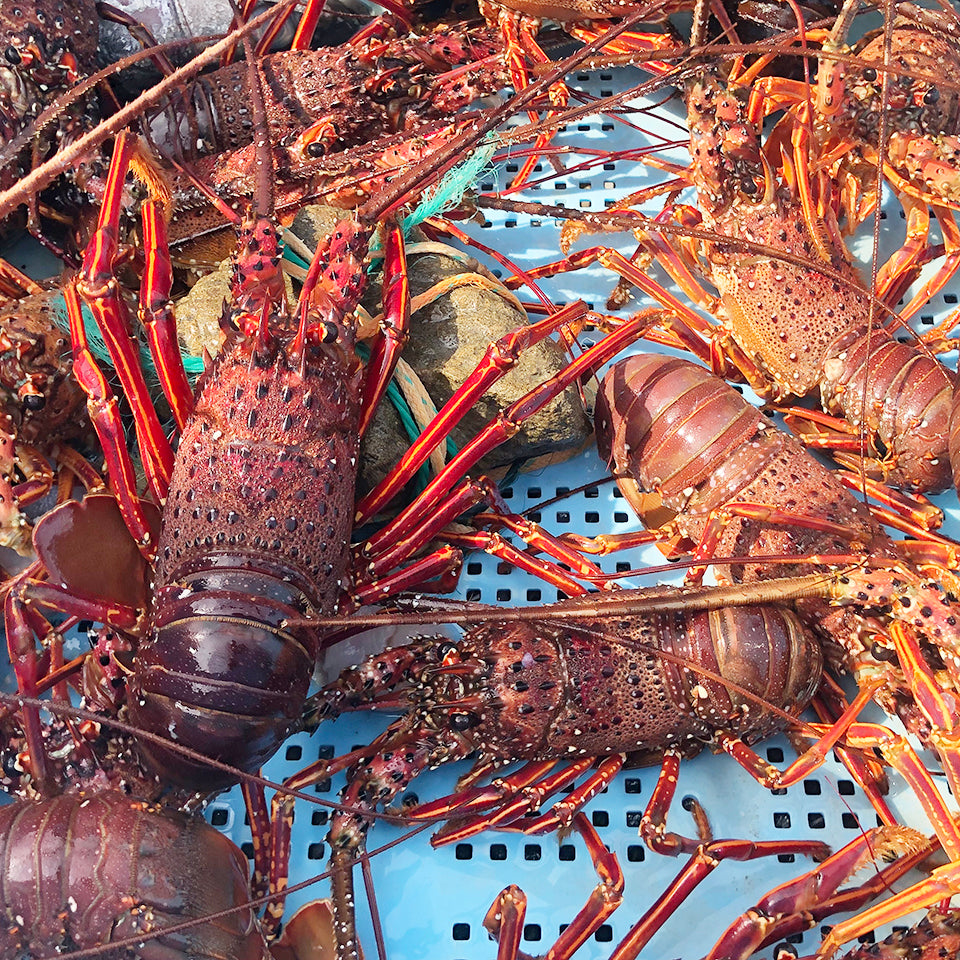 【オーベルジュあかだま】活き伊勢海老 2尾 (4~5名様分)