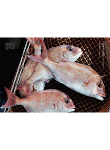 Discover Japan 2022年2月号「美味しい魚の基本」2022/1/6発売