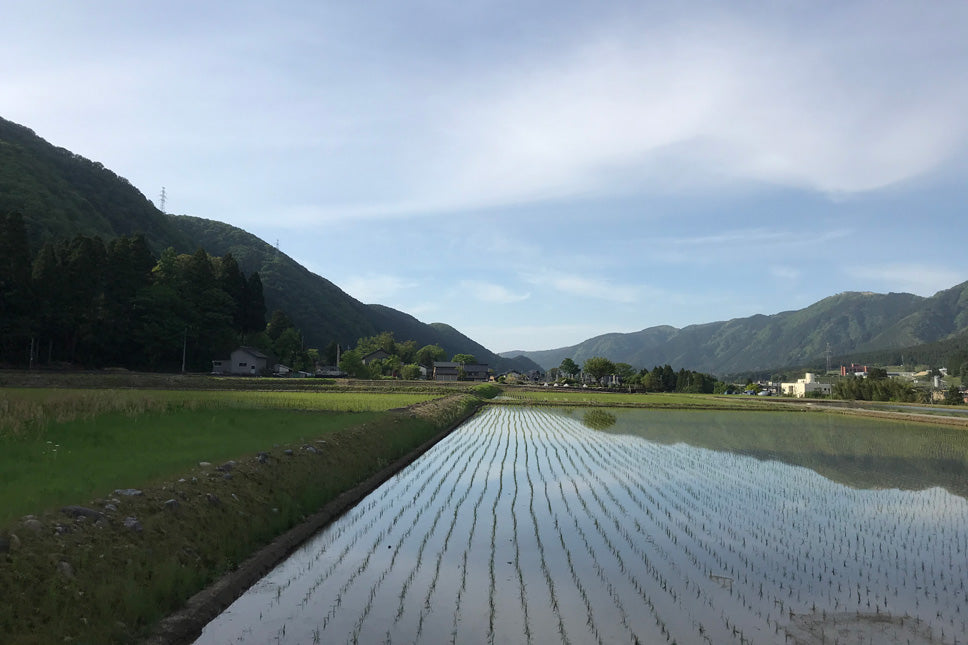 【和田屋】鱒山椒煮 (3匹入り)