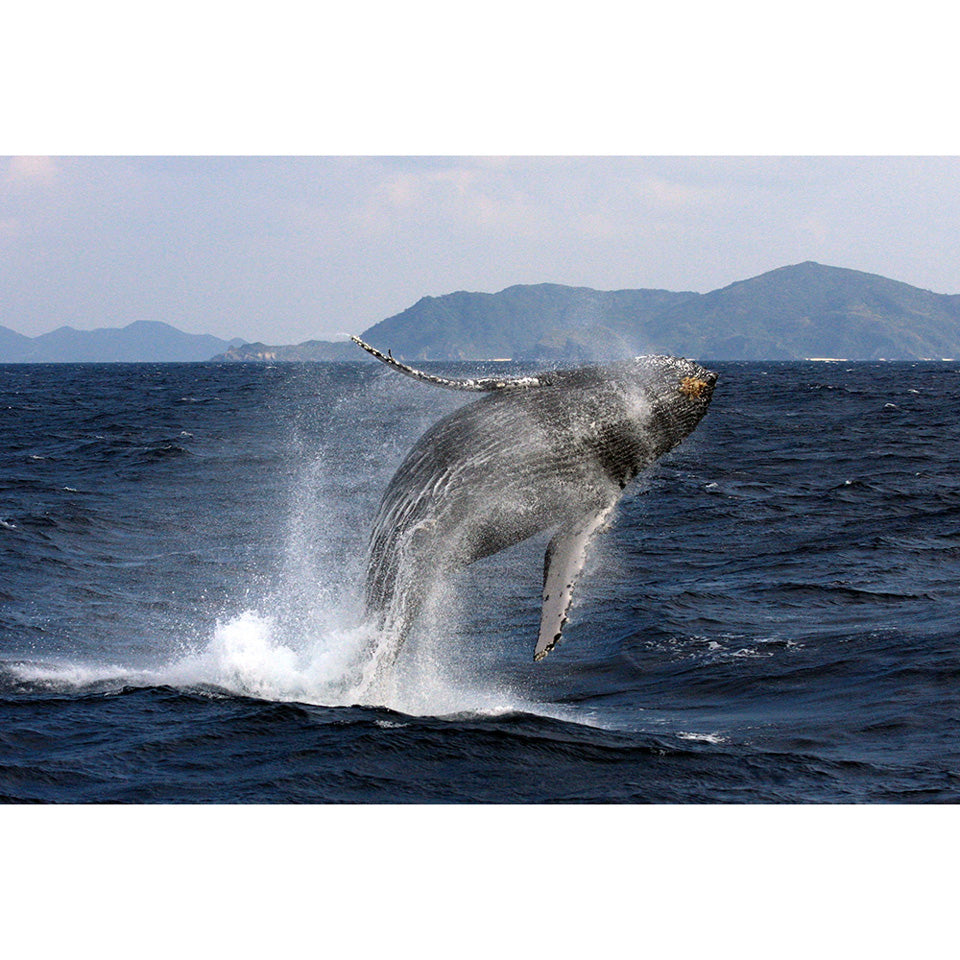 「沖縄離島のSDGsツーリズム」オンラインイベント参加申込